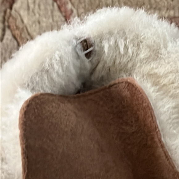 UGG CROFT HIGH TOP SNEAKER CHESTNUT BOOT BOOTIE SHEEPSKIN LEATHER SZ 12 - Picture 11 of 11